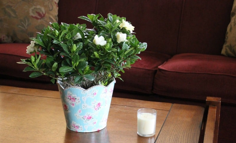 Beautiful gardenia on a table