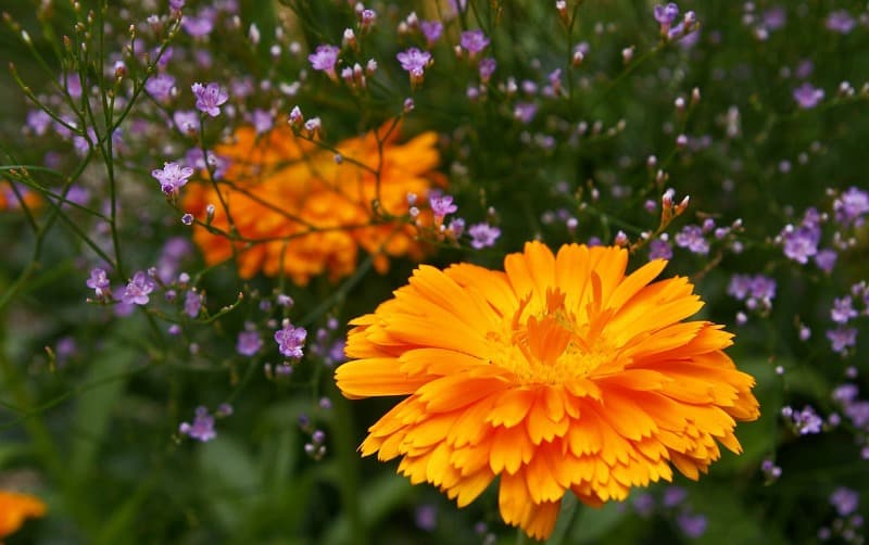 How to Choose the Best Edible Flowers to Grow in Your Garden