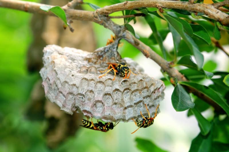 How to Approach Bee Removal Safely and Easily - Wasp