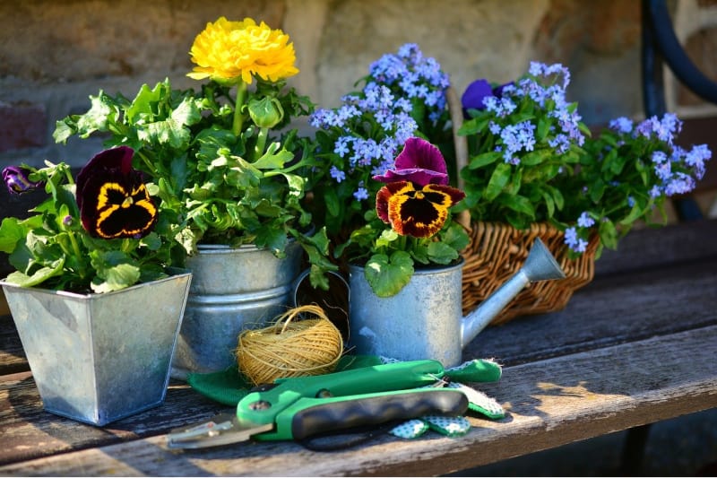 pots with pansies in them on an old garden bench