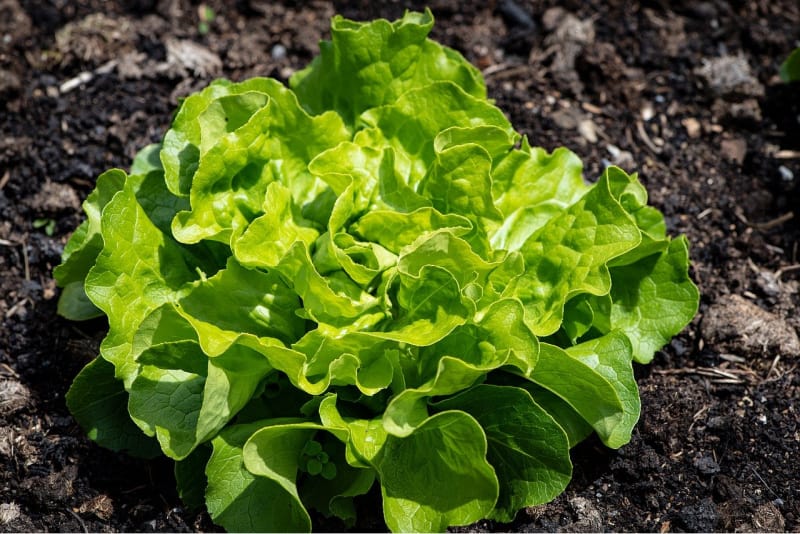 a crop of lettuce growing in the dirt