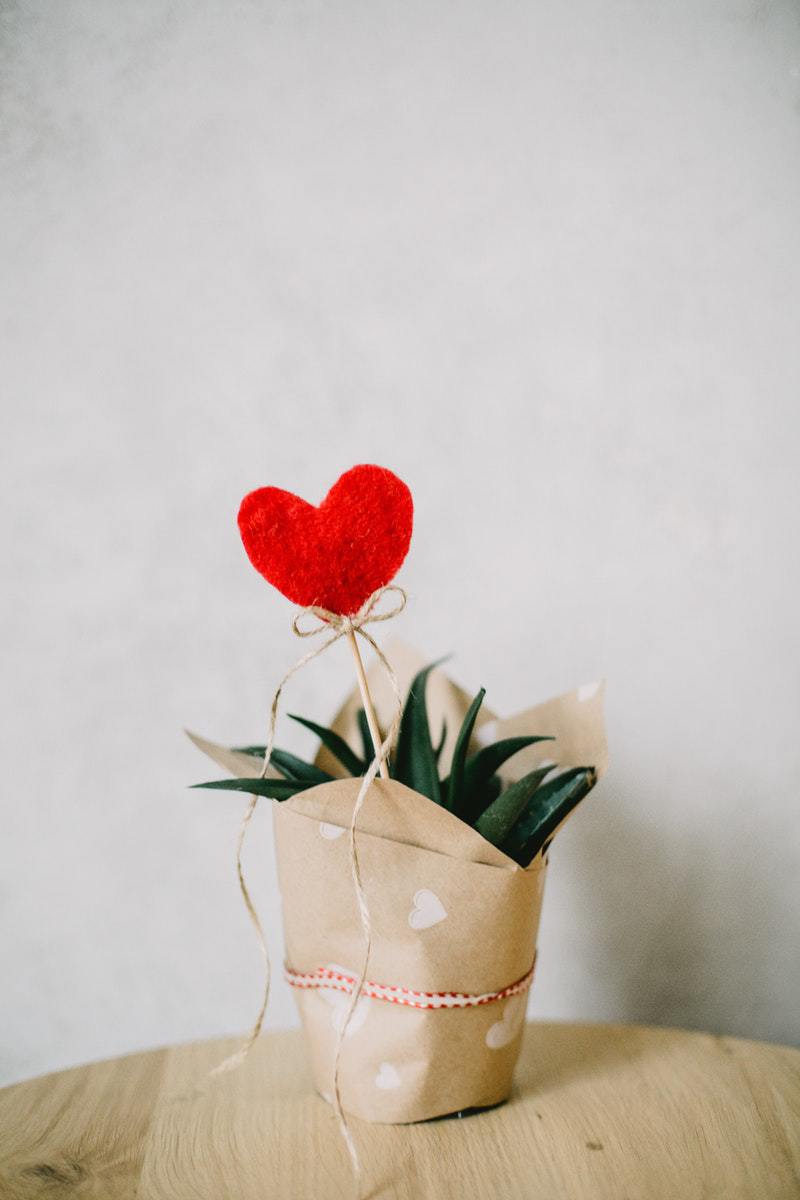 houseplant with a red heart on a stick in it
