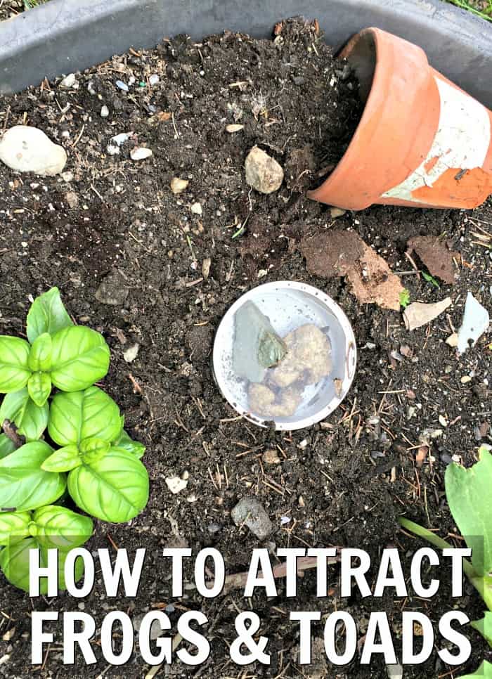 How to Attract Frogs to Your Garden Easily