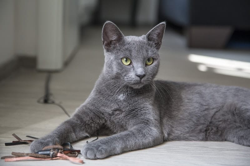 Emergency Preparedness for Cats and Other Pets [6 Tips]