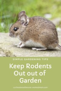 How to Keep Rodents out of the Garden Naturally and Safely