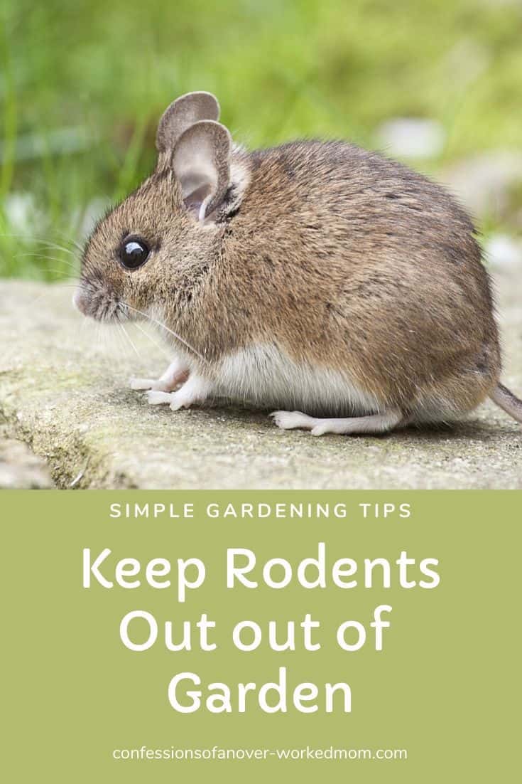 Are you wondering how to keep rodents out of the garden? Here are a few ways that we keep mice, moles, and voles out of our gardens.