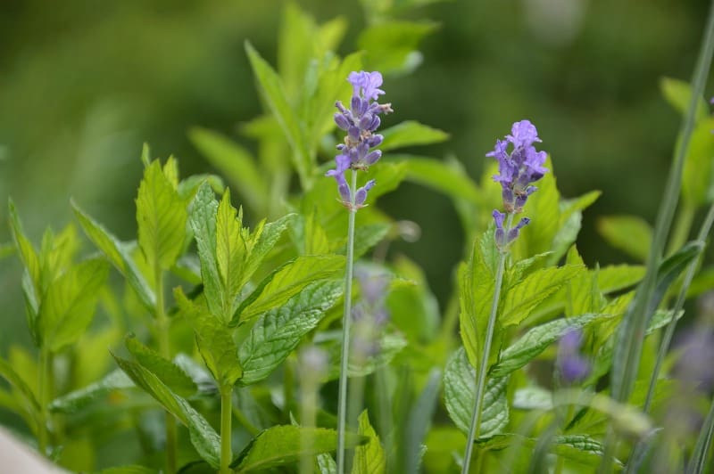 green plants with a purple flower