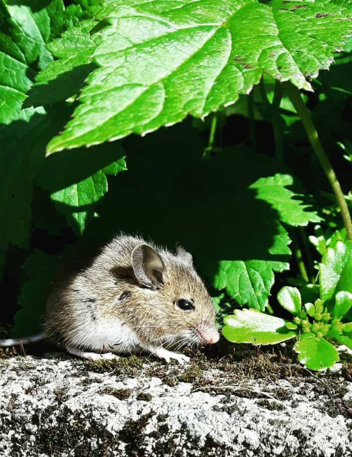 a mouse eating a plant in the garden