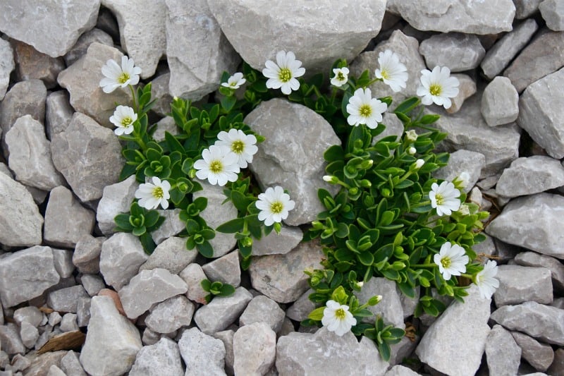 white flowers growing out of rock bedding