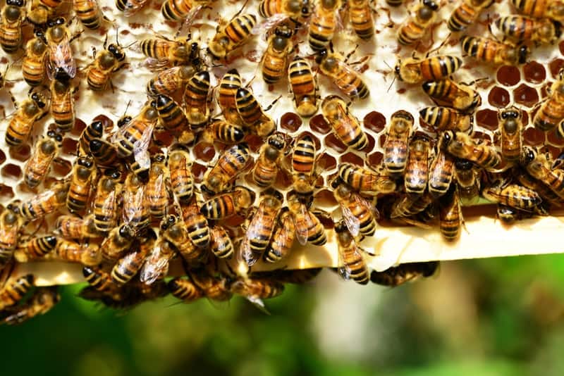 Propolis Benefits for Healthy Oral Care and Inflammation