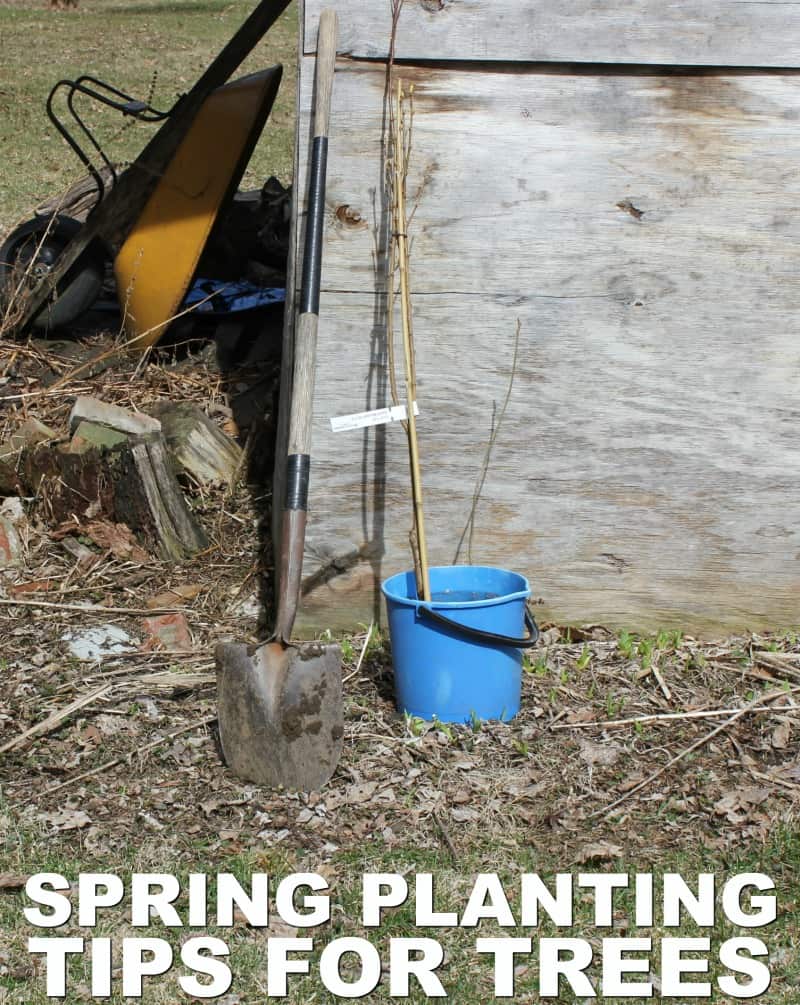 Planting Trees in the Spring: What You Need to Start