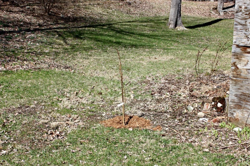Planting Trees in the Spring: What You Need to Start