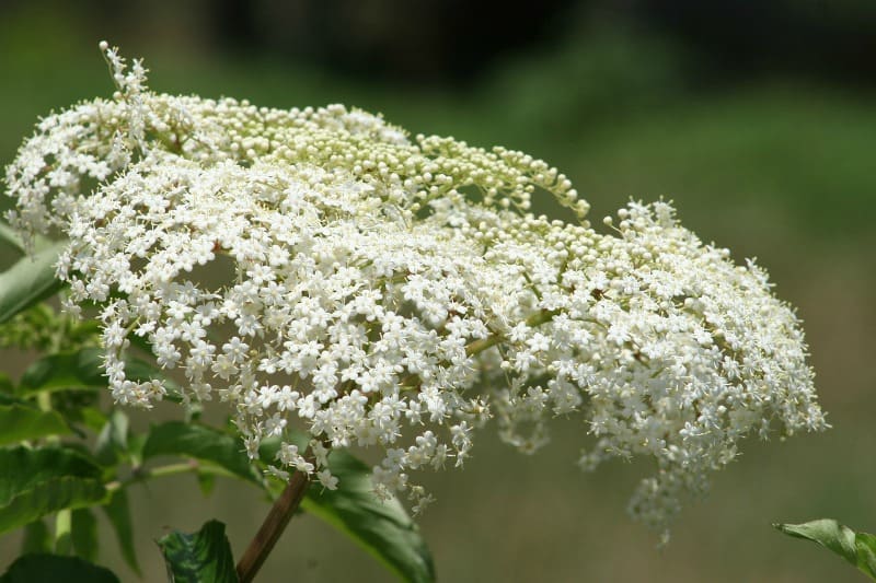a tight cluster of white flowers