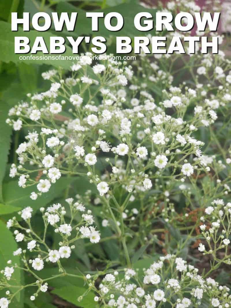 Can you grow baby's breath in your garden easily?