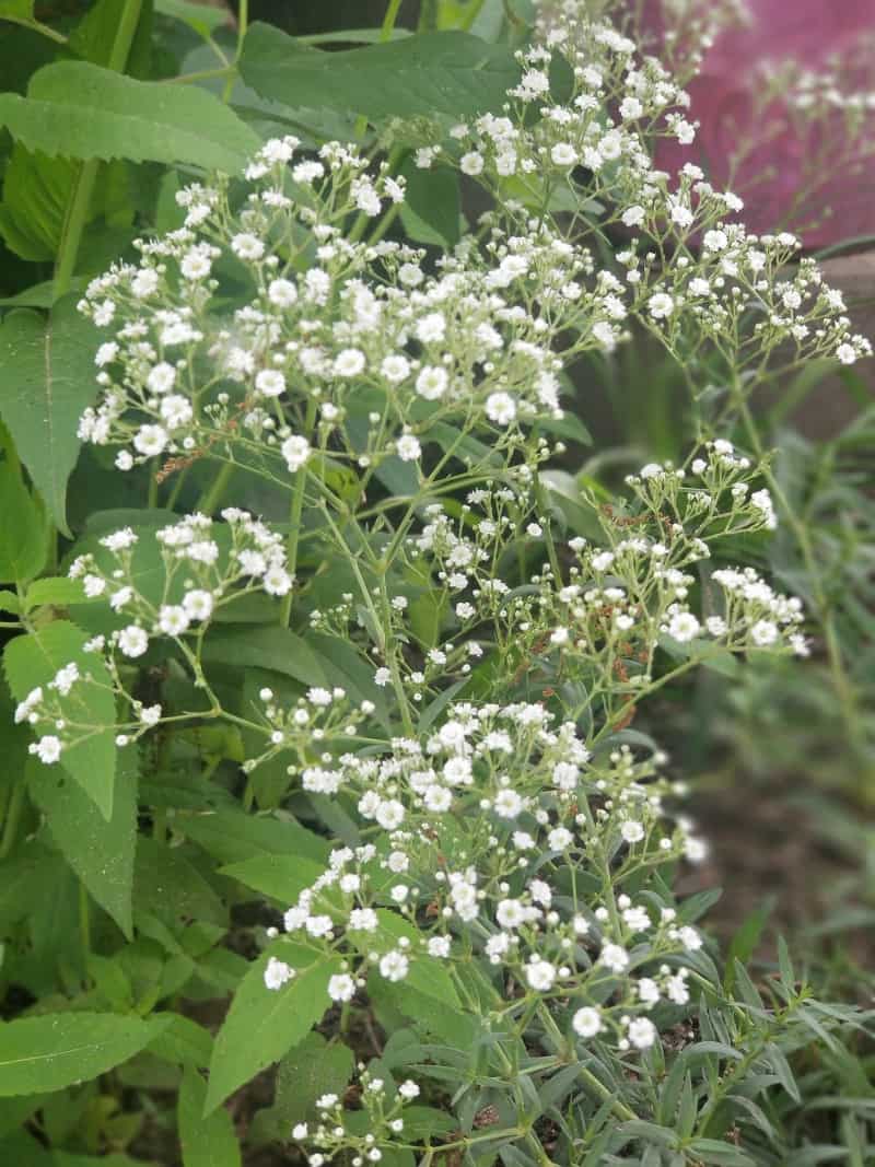 Can You Grow Baby's Breath in Your Garden Easily?