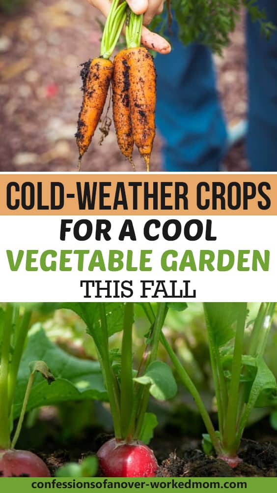 Cold-Weather Crops for a Cool Vegetable Garden This Fall
