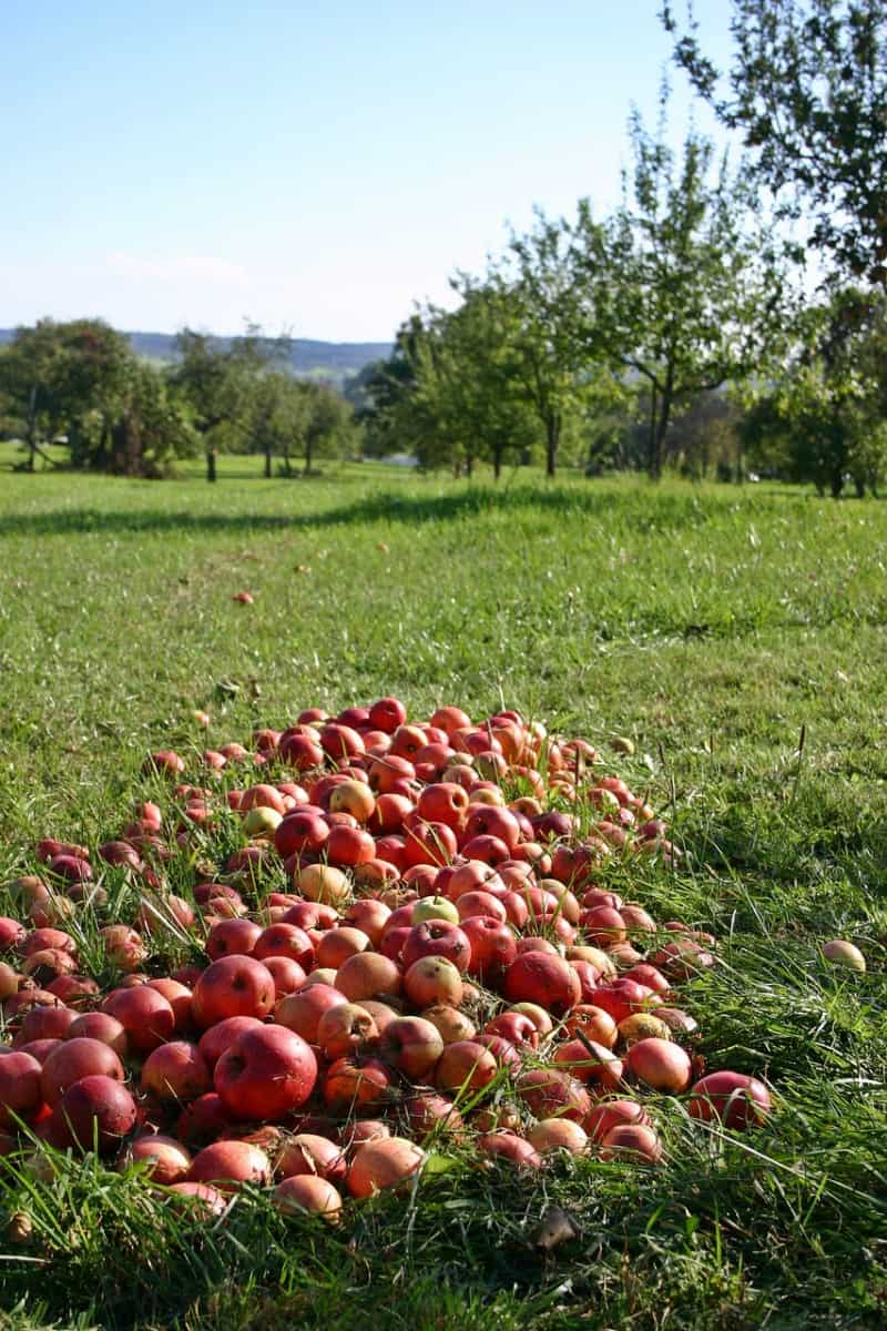 fresh apples laying on the ground in an orchard