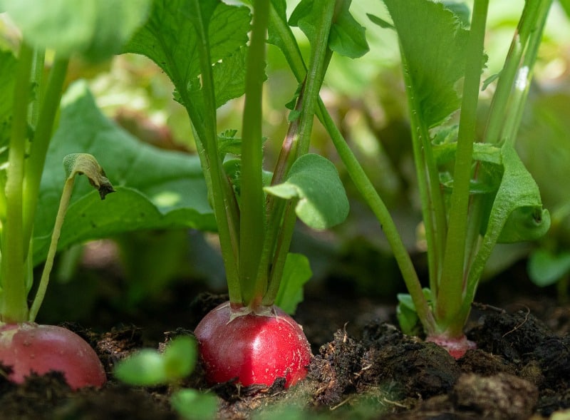 a row of radishes growing