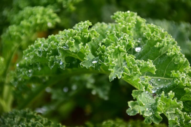 kale with dew