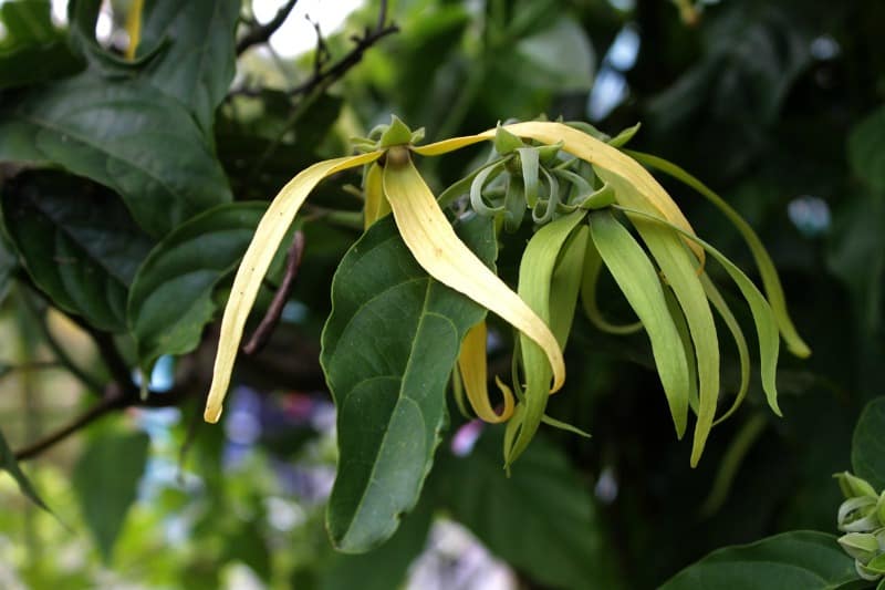 ylang ylang flower on a tree