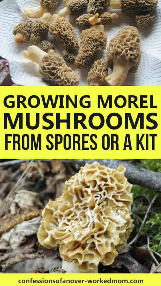 Have you been wondering about growing morel mushrooms? You can start with morel mushroom spores or a kit. Keep reading to learn how.