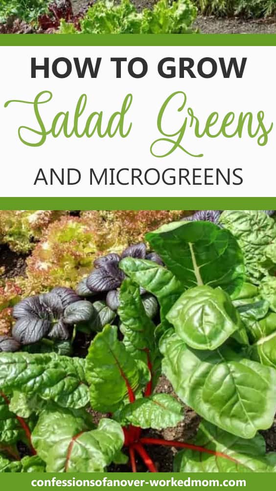 Growing Salad Greens and Microgreens
