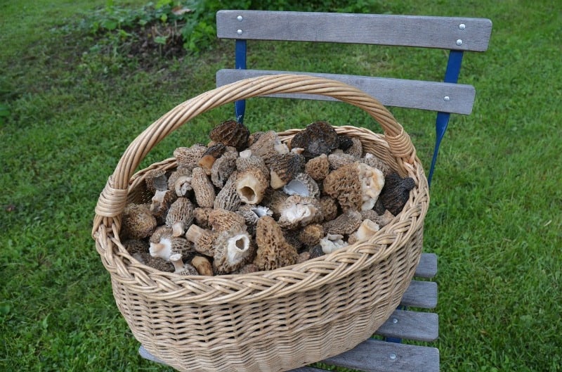morel mushrooms in a basket