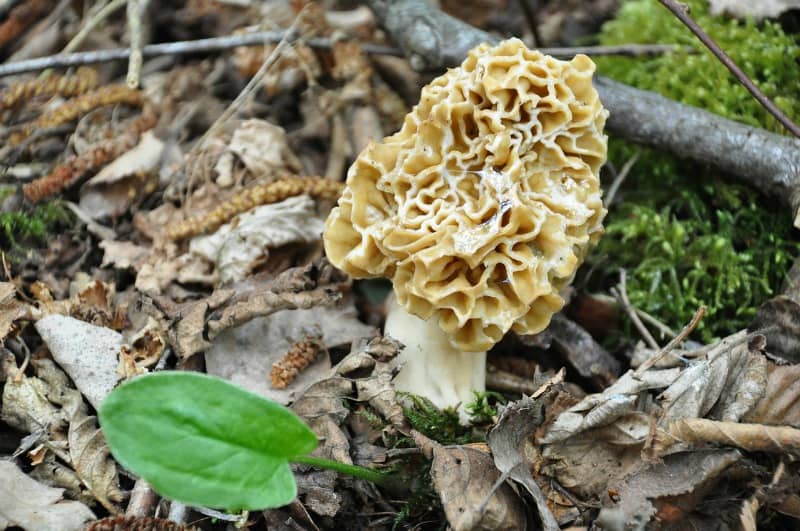 a morel mushroom growing in the shade