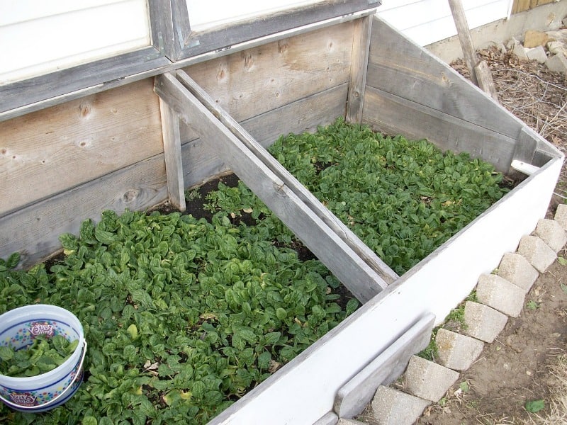 spinach growing in a cold frame