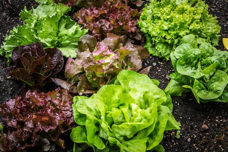 Growing Salad Greens and Microgreens in the Spring