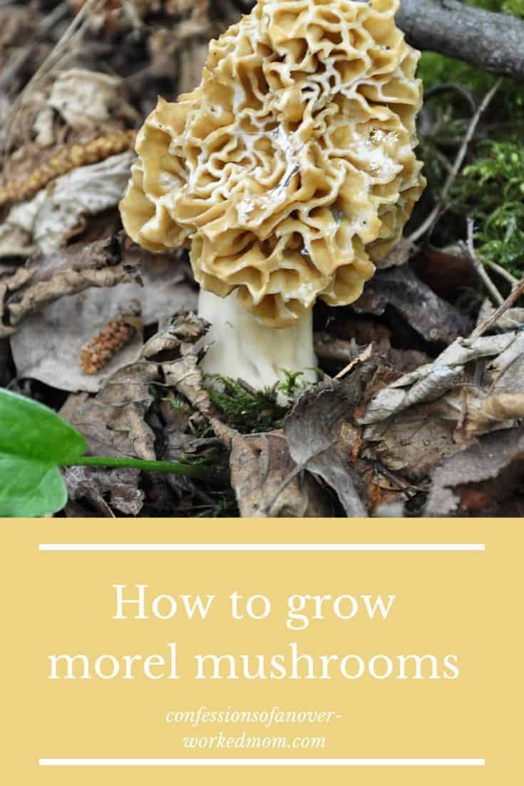 Have you been wondering about growing morel mushrooms? You can start with morel mushroom spores or a kit. Keep reading to learn how.