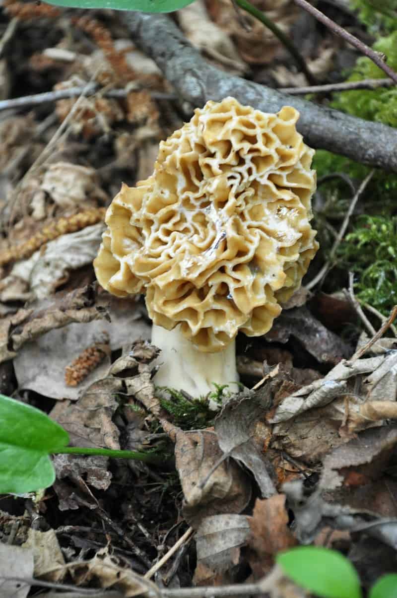 Growing Morel Mushrooms From Spores or a Kit