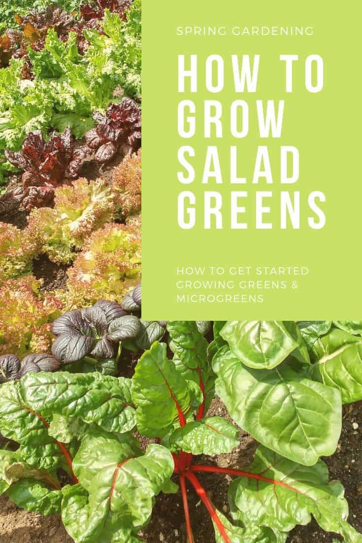 Growing Salad Greens and Microgreens in the Spring