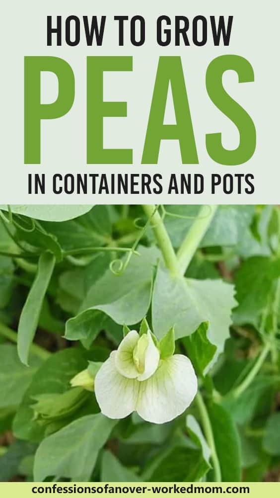 How to Grow Peas in Containers and Pots