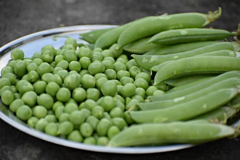 peas and pea pods on a silver plate
