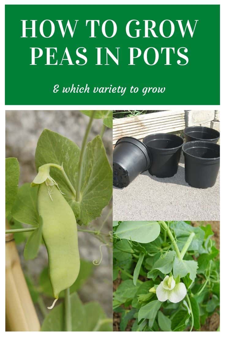 How to Grow Peas in Containers and Pots this Spring