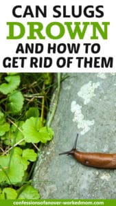 Can Slugs Drown and How to Get Rid of Them Naturally