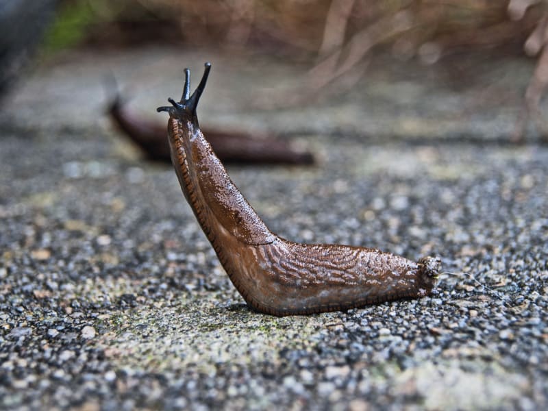 a slug crawling on the ground