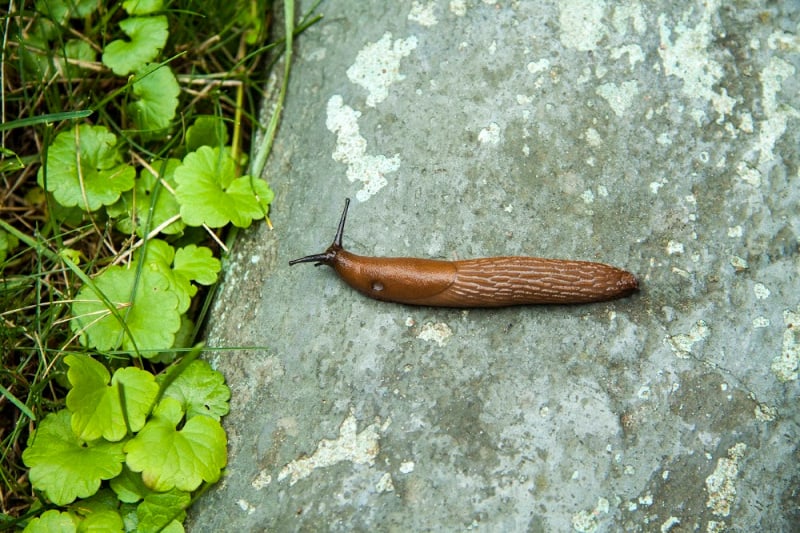 Can Slugs Drown and How to Get Rid of Them