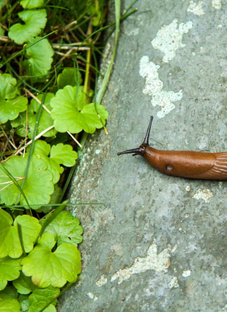 Can Slugs Drown and How to Get Rid of Them Naturally