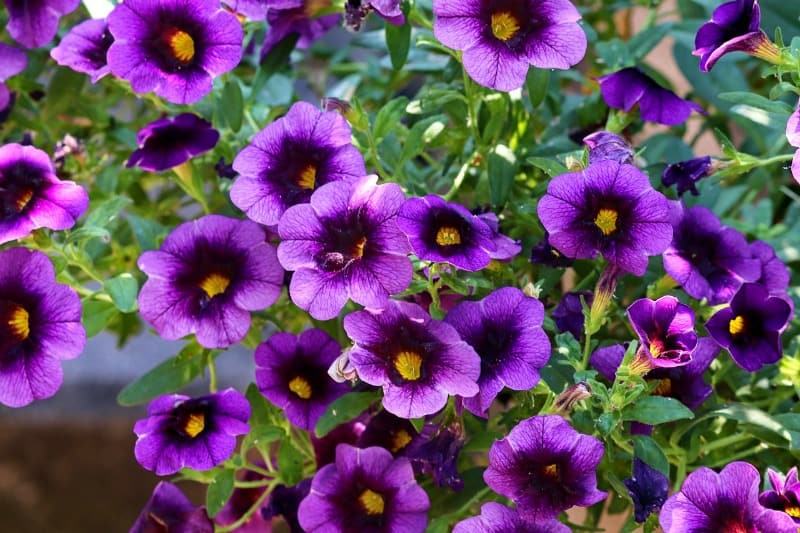 Petunias are flowers that can take full sun all day 