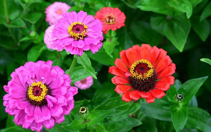 pink and red zinnias