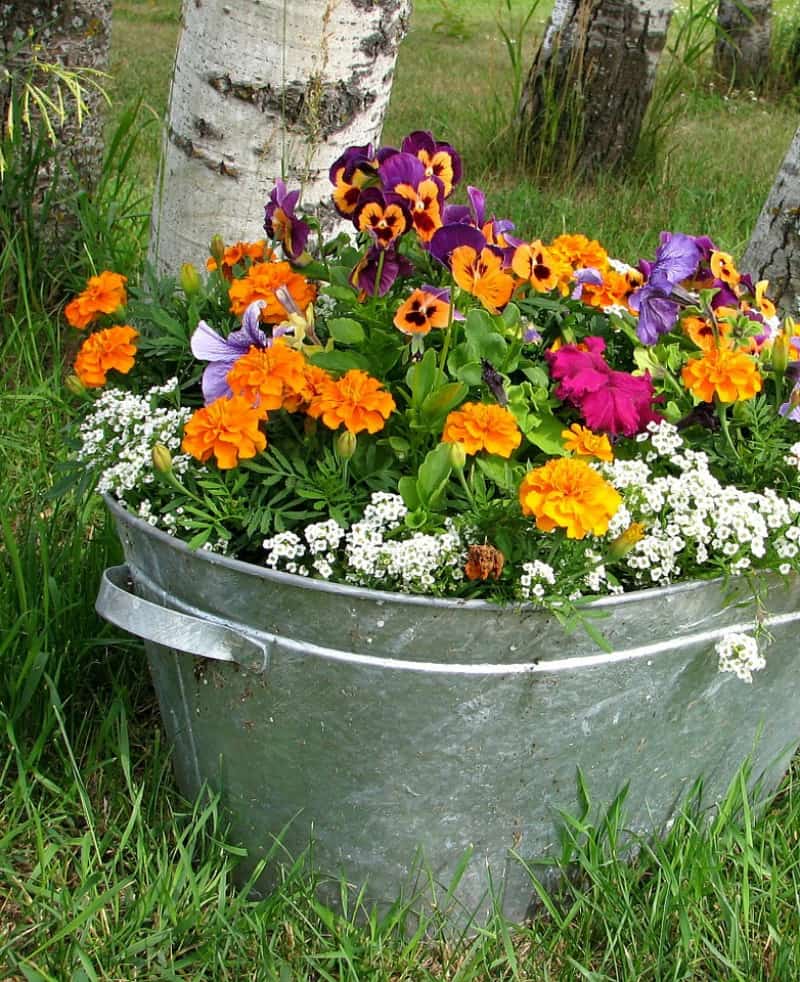 night-time, garden, multicolored flowers, flower pot