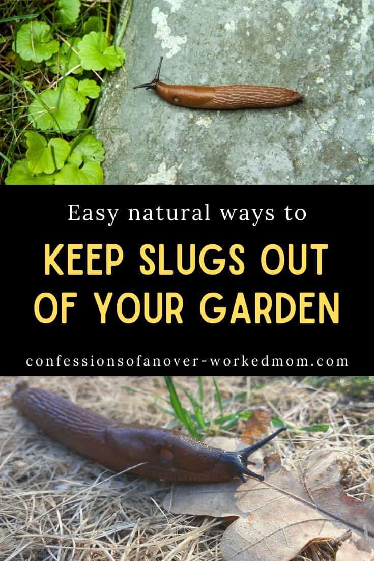 Can Slugs Drown and How to Get Rid of Them