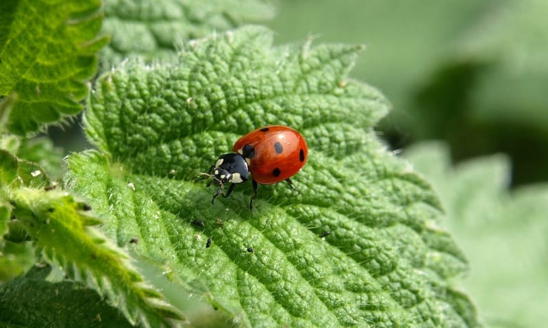 a red and black bug on a green leaf