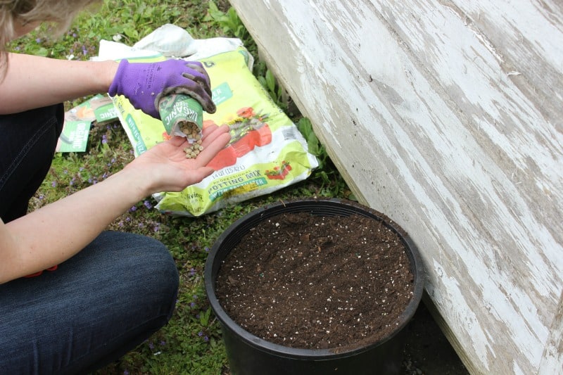 a woman planting peas in a container with dirt