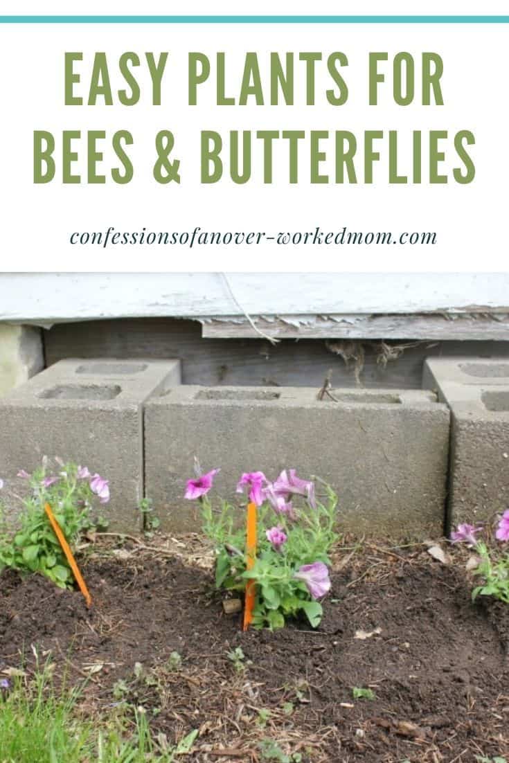 Plants for Bees and Butterflies - Creating a pollinator garden