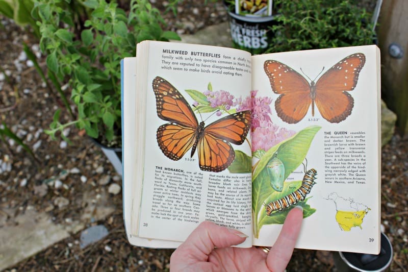 Plants for Bees and Butterflies