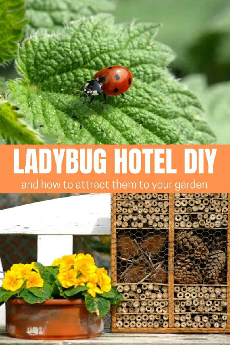 How to make a ladybug hotel to attract beneficial insects. Easy DIY insect hotel for adults and kids.