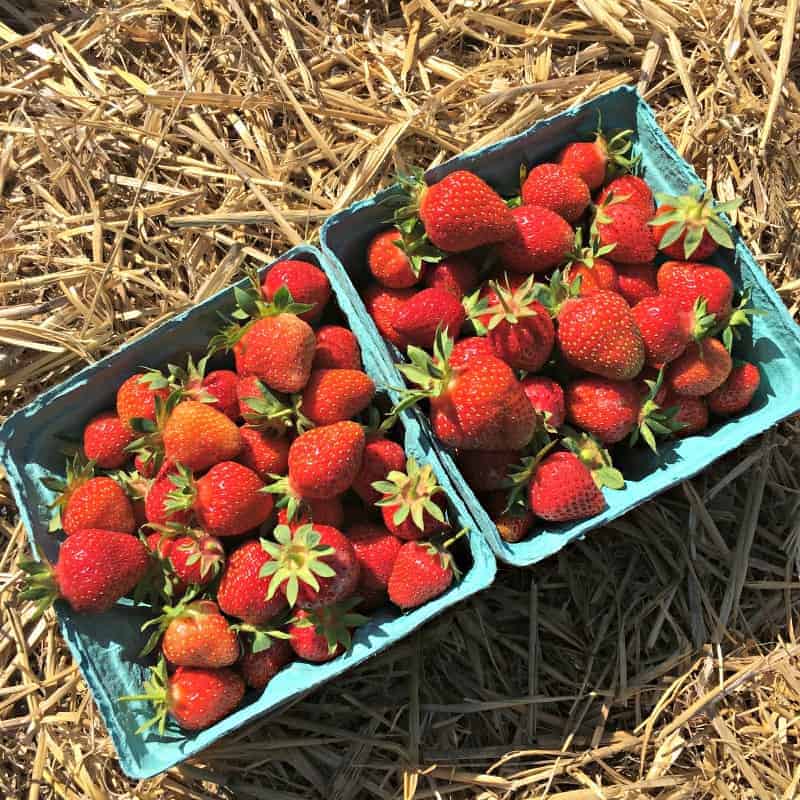 strawberries in containers on hay